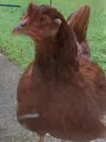 irenethechicken2