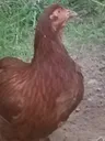 irenethechicken4