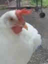 ondathechicken2