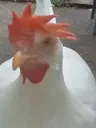 ondathechicken4