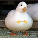 duckpleading