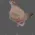 MA_Pigeon