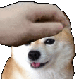 dogepet Discord Emoji