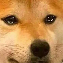 dogeSAD Discord emoji