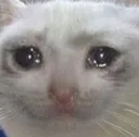 cryingcat2