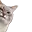 catpeek