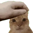 swagpet2