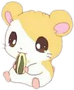 HamsterCute HamsterCute