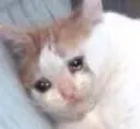 sadcat