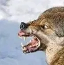 wolfattack