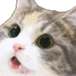 amazecat