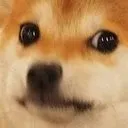 dogecringethefuckareyoudoing Discord Emoji