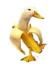 bananaduckyes