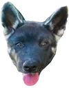 doggo doggo