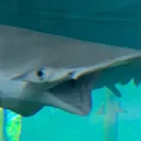 sharkpog