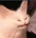 echhyperventipog