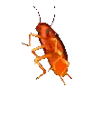 dance_barata