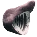 X2_Pog_Shark2