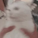 catshake