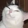 catKNIFE