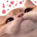CatLove CatLove