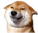 ShibaFaceScrunch