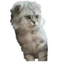 amircat