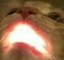 catcatAhhh_SF Discord emoji