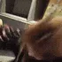 aMimiHeadbang