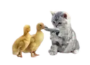 catjump