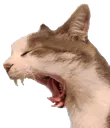 AAAAA AAAAA