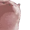 cat_dance