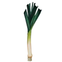 leek