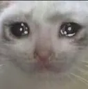 CryCat