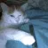 juulcat