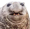 seal seal