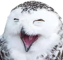 laughingowl laughingowl