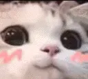 cat4