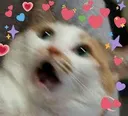 CatWoW CatWoW