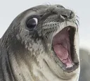 Seal_Scared