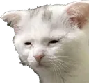 tiredcat