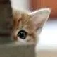 kittenpeek kittenpeek