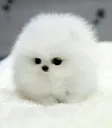 SmolFloof SmolFloof