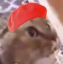 tanakt tanakt