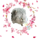amicatflowers