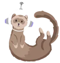 ferret_spin