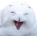 Hedwiglol
