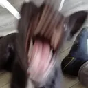 ROAR ROAR