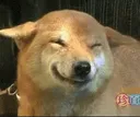 ir_HYDRI_DOG_SMILE