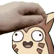 PetTheFurret PetTheFurret